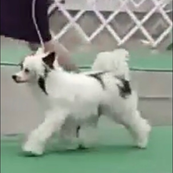 Meet your Posher, Robin - Picture 4 of 5